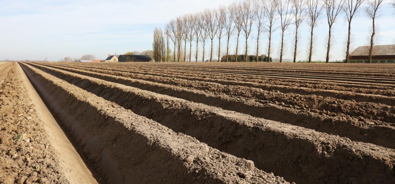 Planting Belgian potatoes