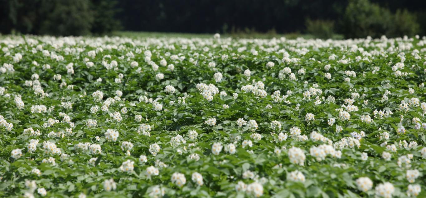 Plantes de pommes de terre