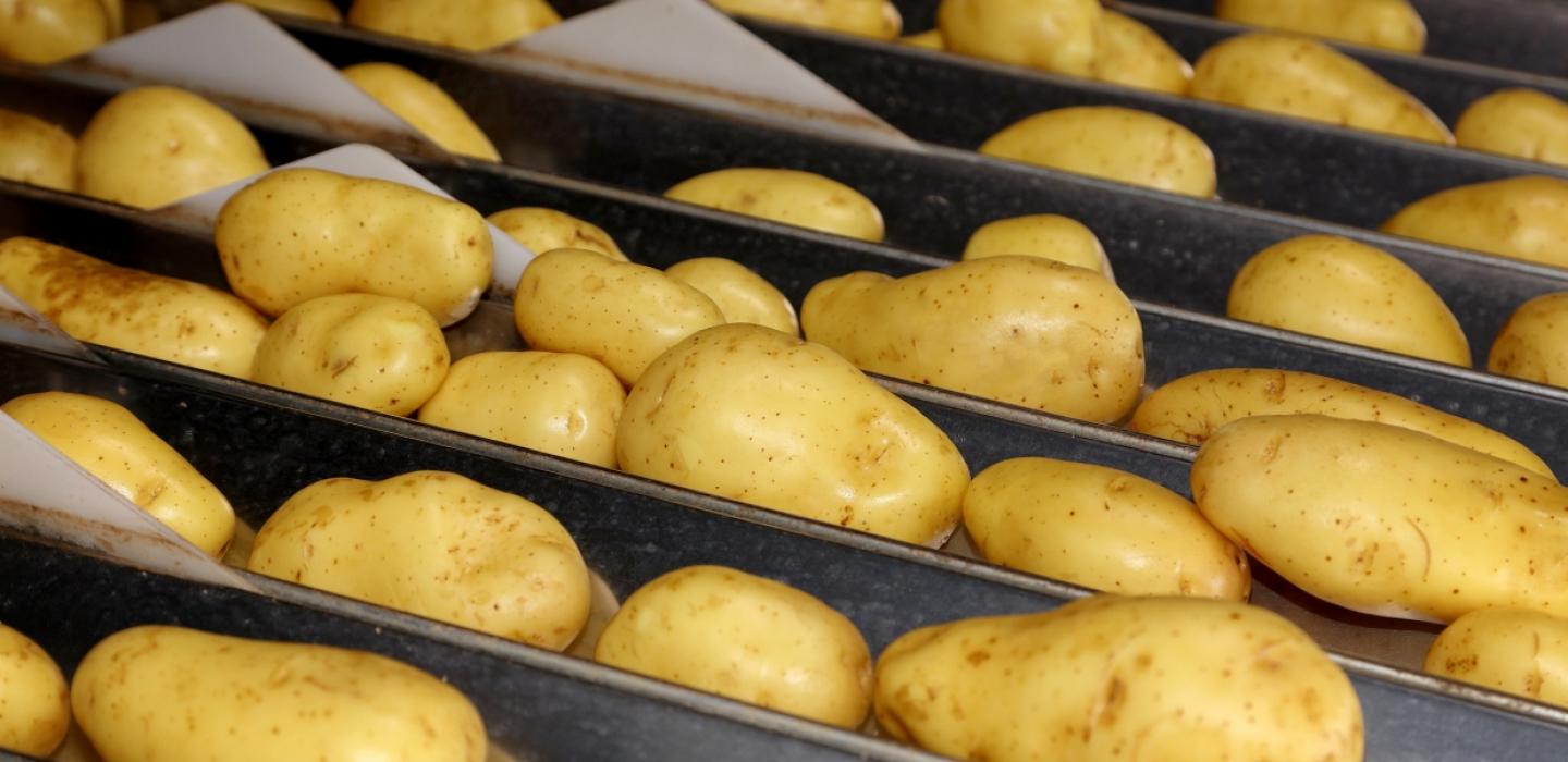 Flemish potato business