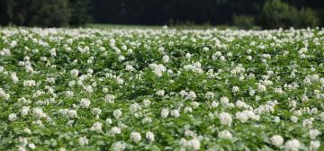 Flowering potato field in Belgium