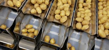 Sorting of belgian potatoes