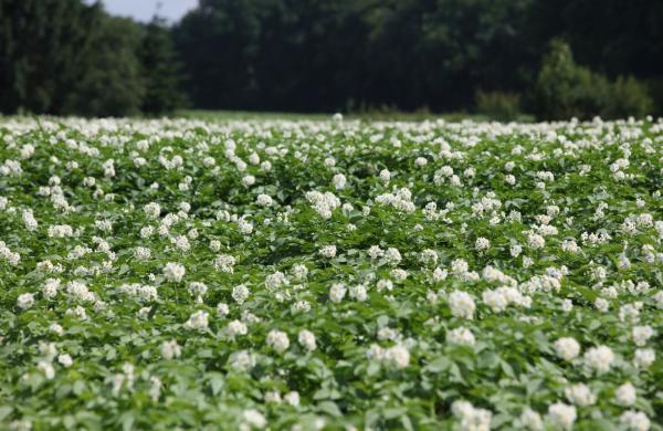 Plants de pommes de terre