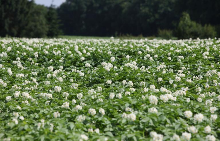 Flemish seed potatoes